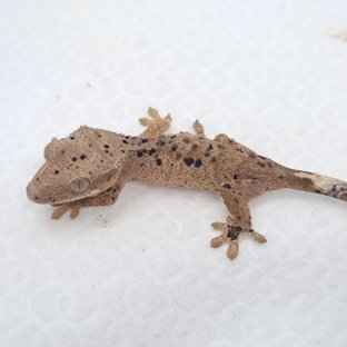 슈퍼달마시안 달마시안