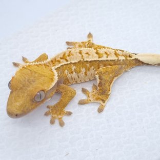 트라이 익스트림할리퀸 텐저린