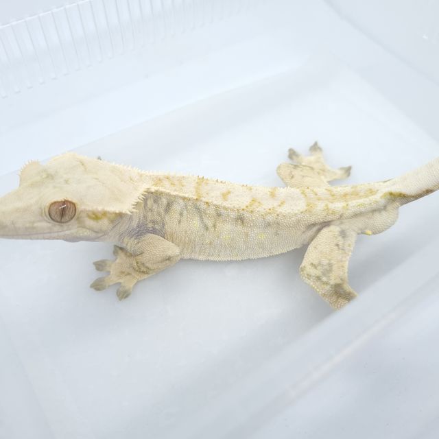 트라이 익스트림할리퀸 드리피 화이트스팟