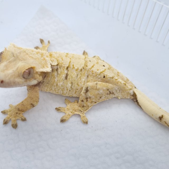 트라이 드리피 화이트스팟