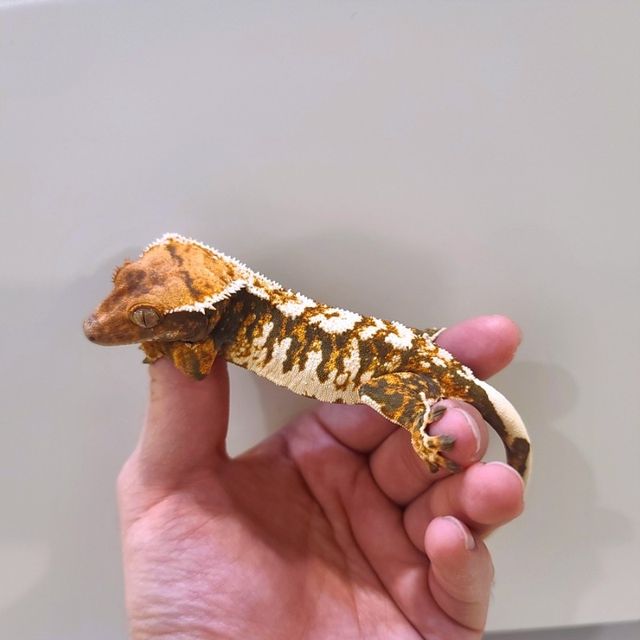 트라이 익스트림할리퀸 텐저린 바브