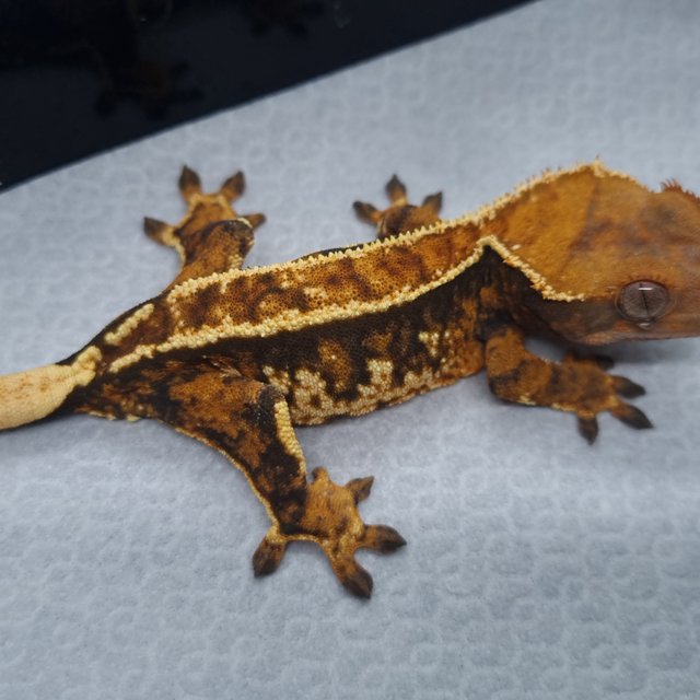 트라이 익스트림할리퀸 핀스트라이프 텐저린