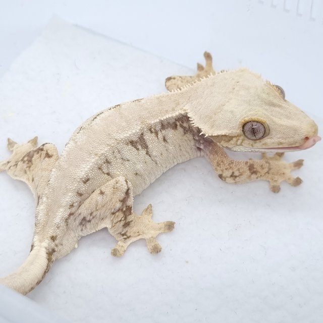 트라이 익스트림할리퀸 드리피 화이트스팟