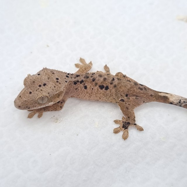 슈퍼달마시안 달마시안