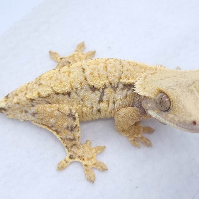 트라이 드리피 화이트스팟