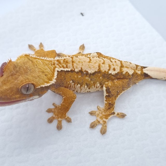 트라이 익스트림할리퀸 텐저린