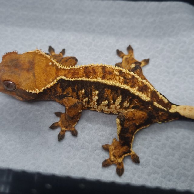 트라이 익스트림할리퀸 핀스트라이프 텐저린