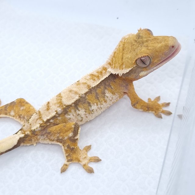 트라이 익스트림할리퀸 화이트스팟 텐저린