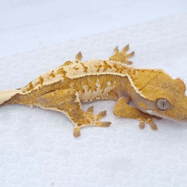 트라이 익스트림할리퀸 텐저린