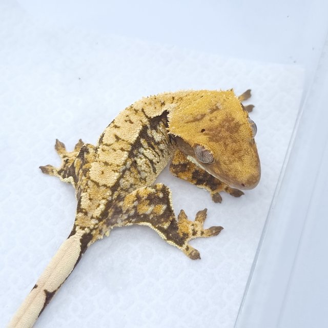 트라이 익스트림할리퀸 핀스트라이프 화이트스팟