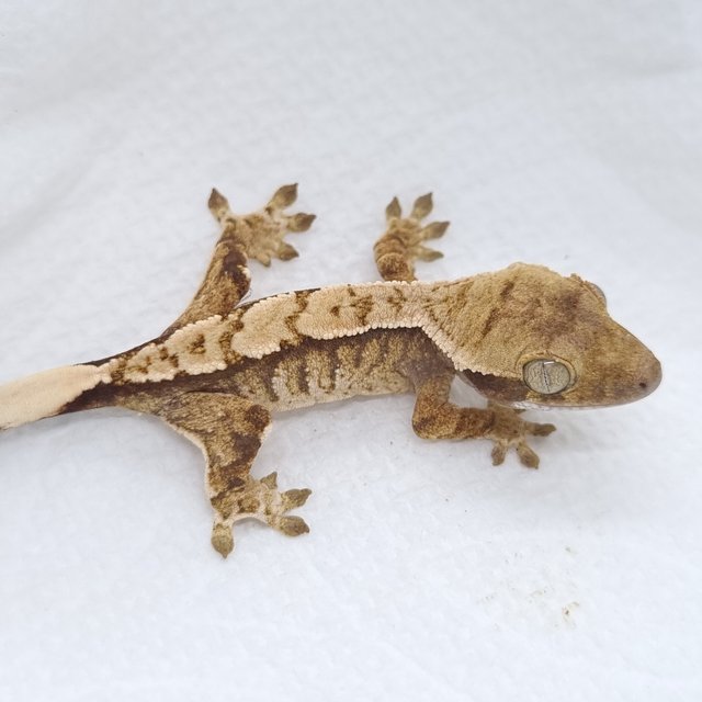 트라이 익스트림할리퀸