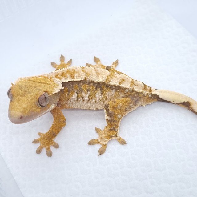 트라이 익스트림할리퀸 화이트스팟 텐저린