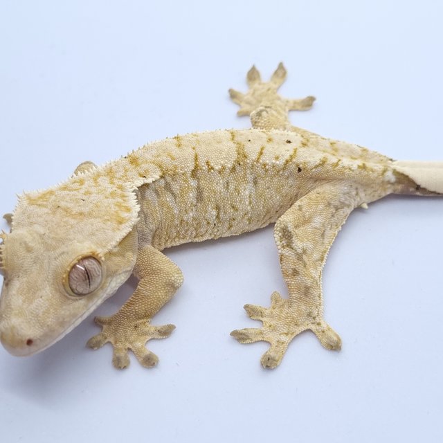 트라이 드리피 화이트스팟