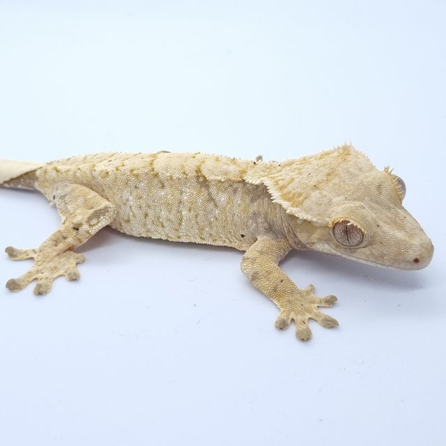 트라이 드리피 화이트스팟