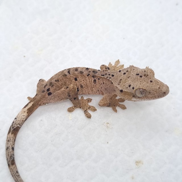 슈퍼달마시안 달마시안