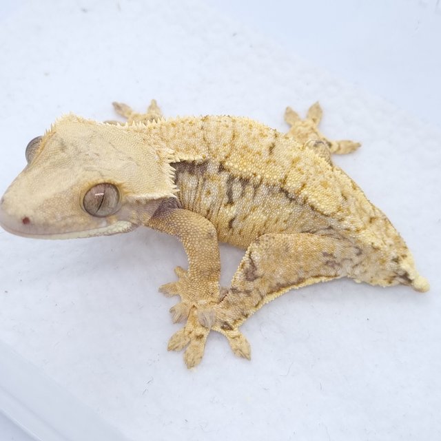 트라이 드리피 화이트스팟