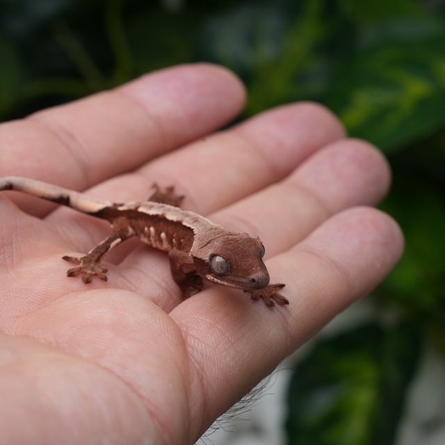 초초