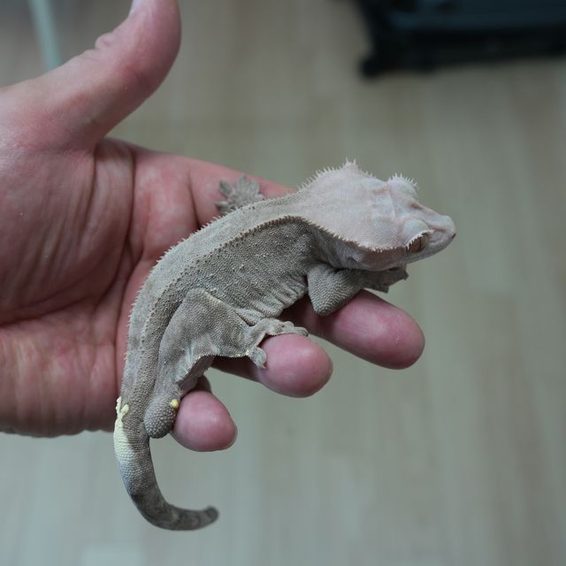 카푸치노