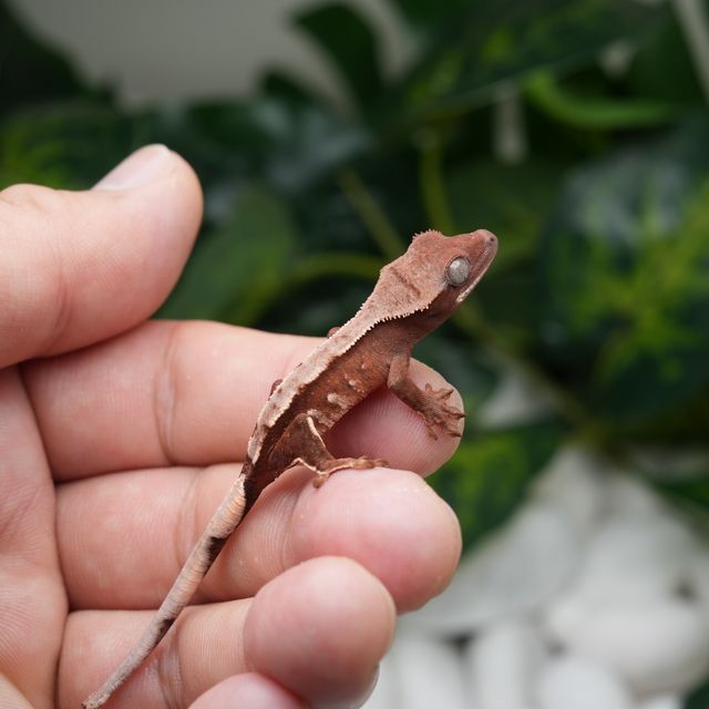 초초