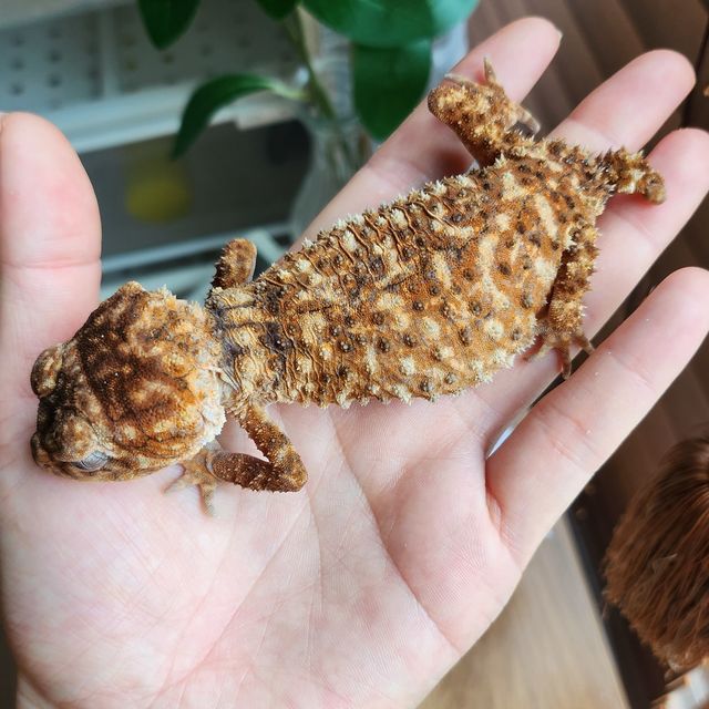 노멀