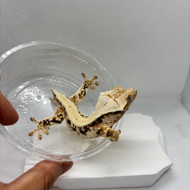 릴리화이트 트라이 드리피 솔리드백 화이트포트홀 화이트스팟