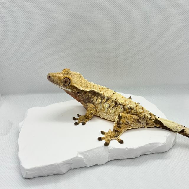 노멀 트라이 드리피 익스트림할리퀸 화이트스팟 화이트포트홀