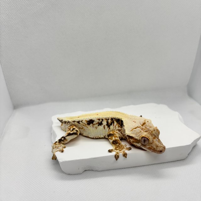 릴리화이트 트라이 드리피 솔리드백 화이트포트홀 화이트스팟