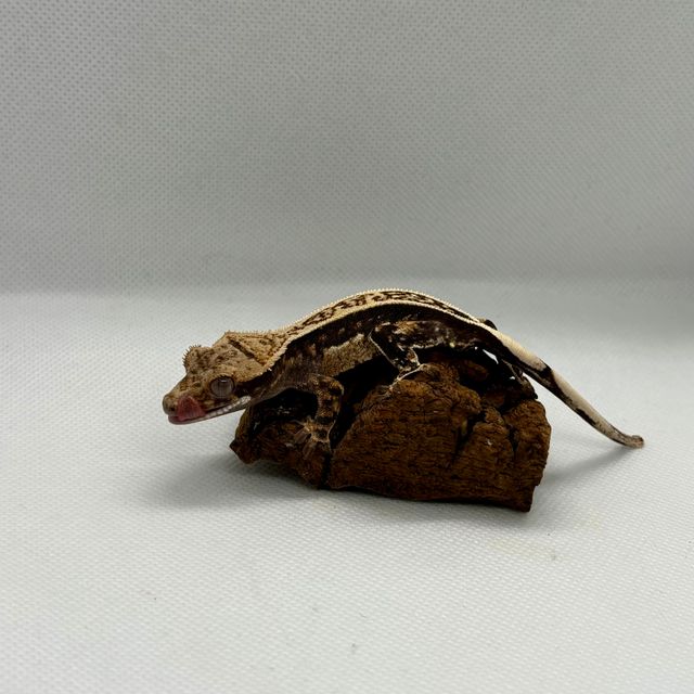 노멀 엠티백 쿼드 슈퍼스트라이프 다크 풀핀