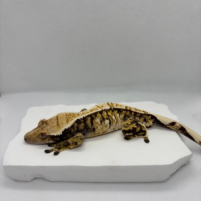 트라이 익스트림할리퀸 텐저린