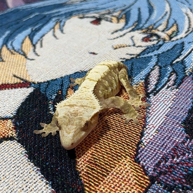 트라이 익스트림할리퀸 노멀