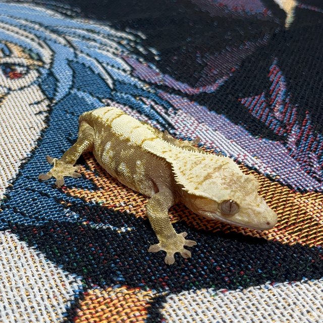 트라이 익스트림할리퀸 노멀