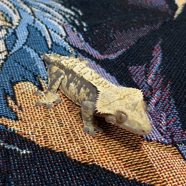 트라이 익스트림할리퀸 노멀