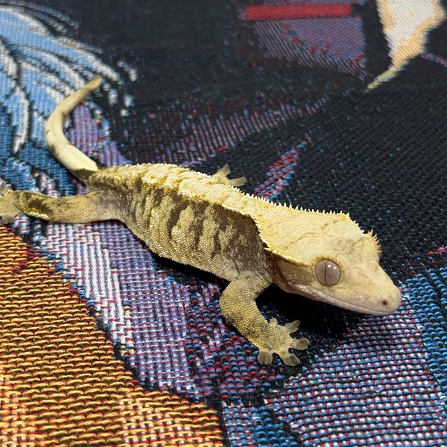 트라이 익스트림할리퀸 노멀