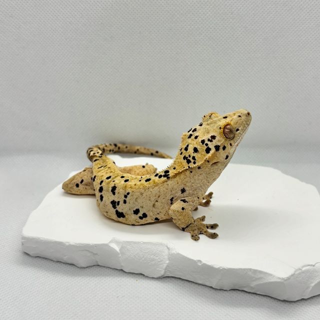 노멀 슈퍼달마시안