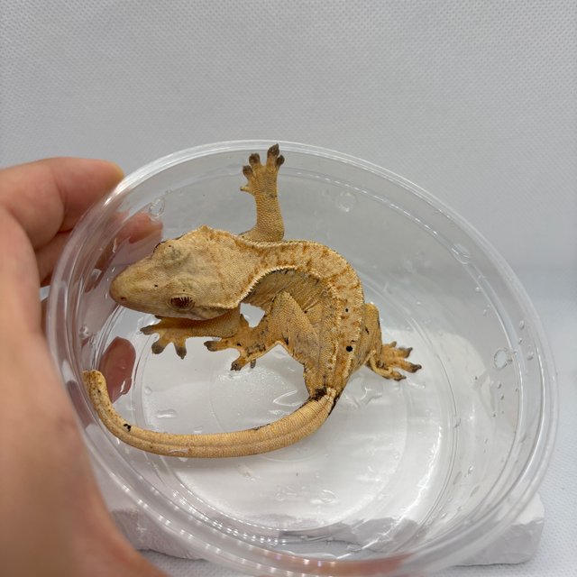 트라이 익스트림할리퀸 텐저린