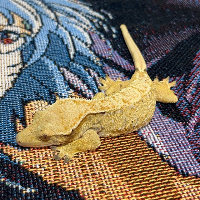 트라이 익스트림할리퀸 노멀