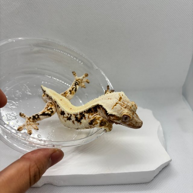 릴리화이트 트라이 드리피 솔리드백 화이트포트홀 화이트스팟