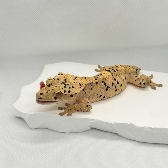 노멀 슈퍼달마시안