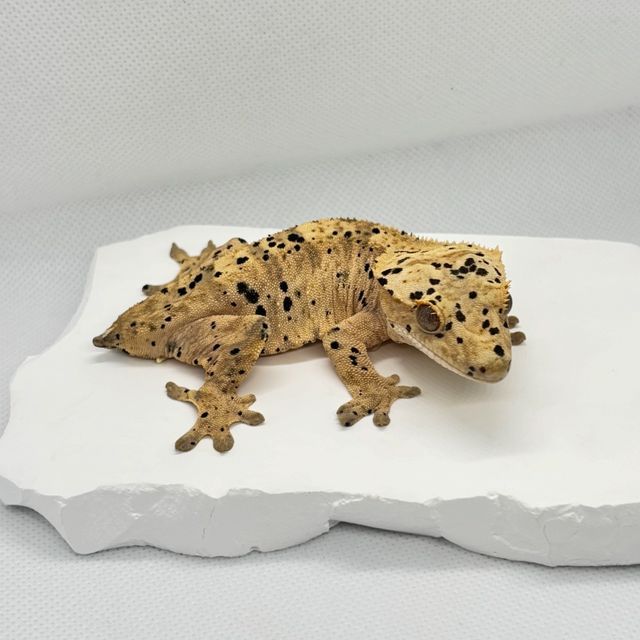 노멀 슈퍼달마시안