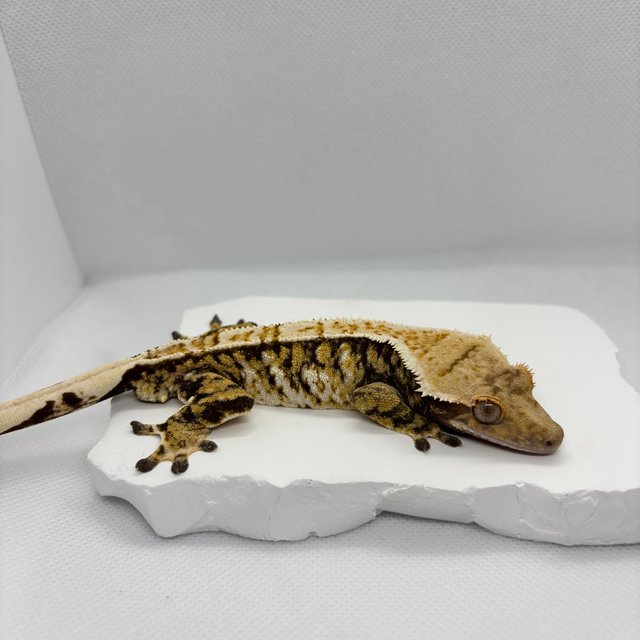 트라이 익스트림할리퀸 텐저린