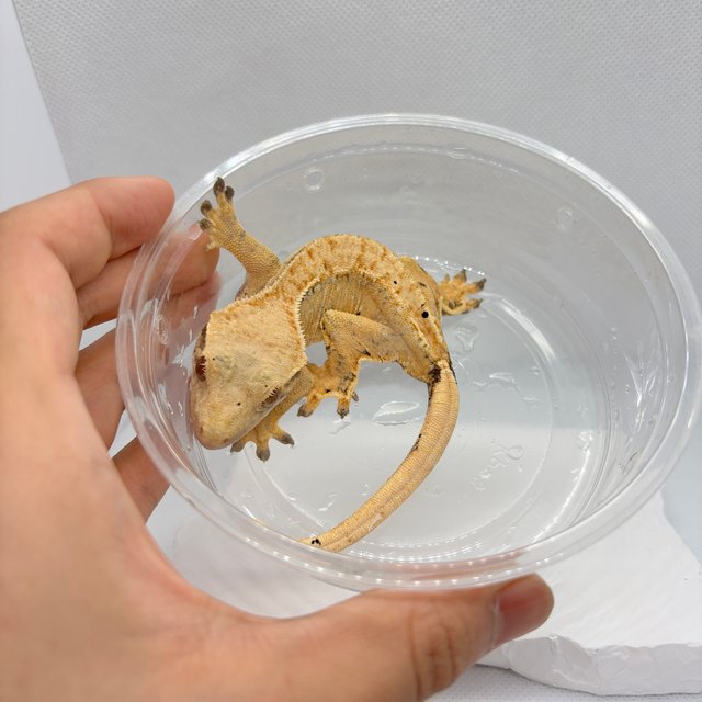 트라이 익스트림할리퀸 텐저린