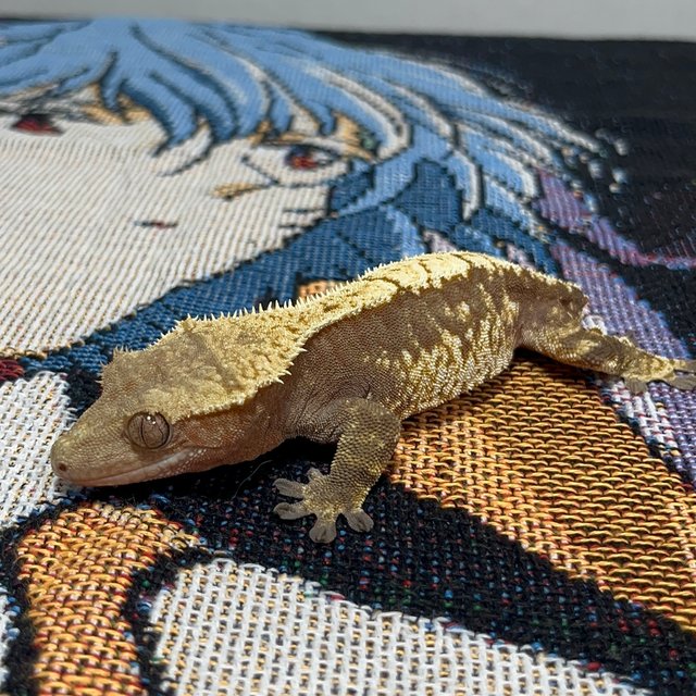 트라이 익스트림할리퀸 노멀