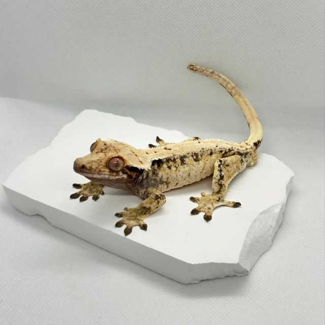 노멀 트라이 드리피 익스트림할리퀸 화이트스팟