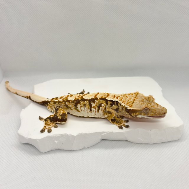 노멀 트라이 익스트림할리퀸