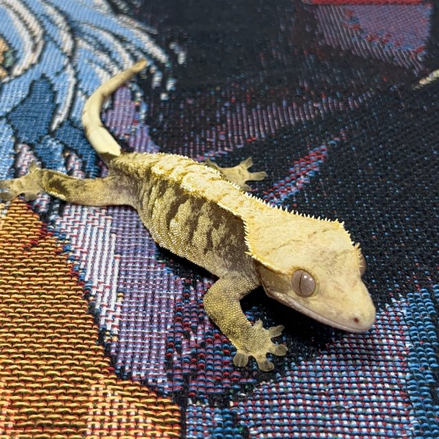 트라이 익스트림할리퀸 노멀