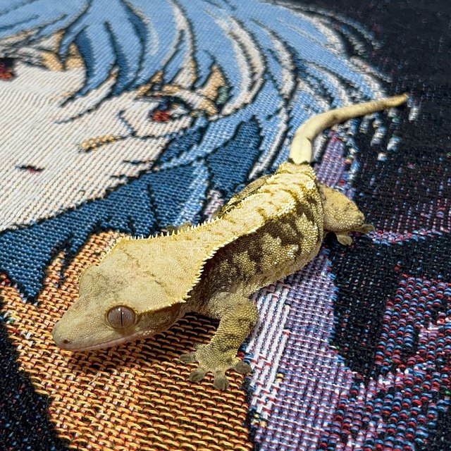 트라이 익스트림할리퀸 노멀