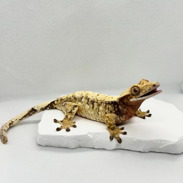 노멀 트라이 드리피 익스트림할리퀸 화이트스팟 화이트포트홀