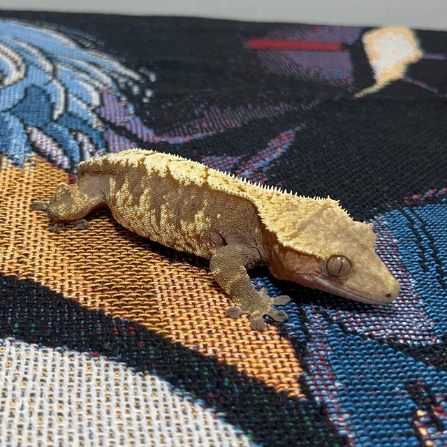 트라이 익스트림할리퀸 노멀