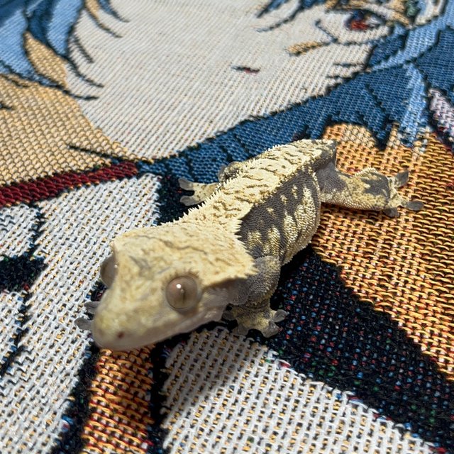 트라이 익스트림할리퀸 노멀