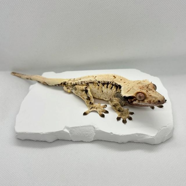 노멀 트라이 드리피 익스트림할리퀸 화이트스팟